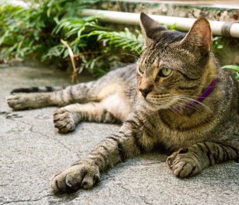 Polydactyl Cats in the Hemingway’s Museum