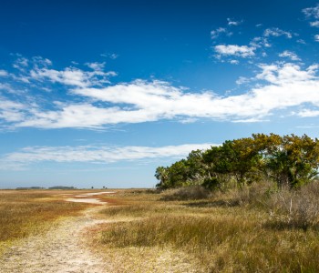 Bird-watching in the USA