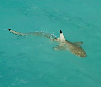 Shark in the Water!
