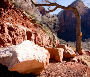 Tree in Zion National Park