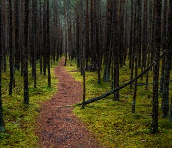 Forest in Carnikava