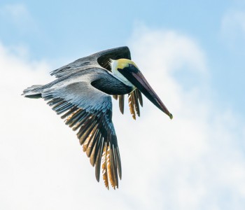 Brown Pelican