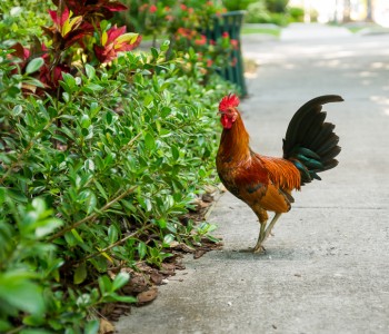 Rooster in Key West