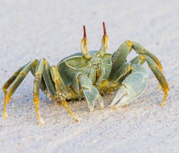 Crabs at the Beach