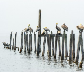 Pelicans Resting