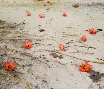 The Flowers that Change