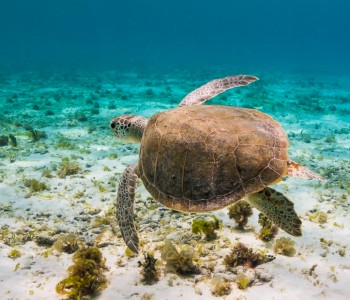 The Wonders of Snorkelling