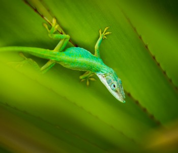 Cuban Anole