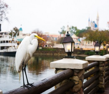The Great Egret in Disneyland