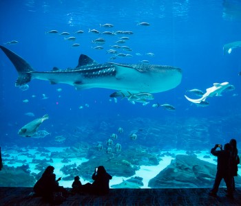 The Most Beautiful Aquarium