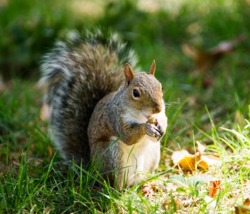 Squirrels in the Central Park