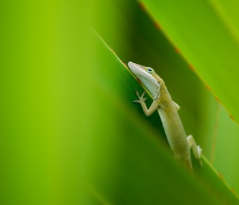 Treasure in the Tree