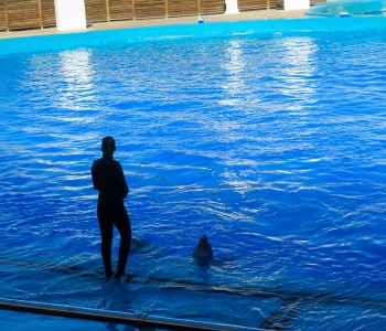 Dolphin Show in Valencia