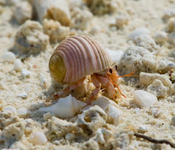 Hermit Crab and Seashells