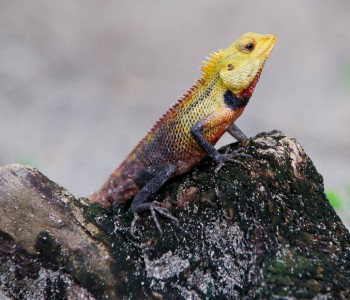 Oriental Garden Lizard in Maldives