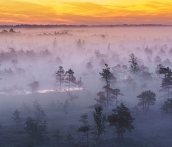 Magical Kemeri Bog Footbridge