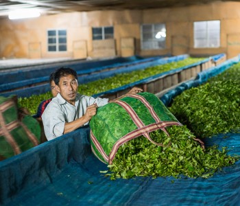 Skaties.lv: Where does the real tea grow?