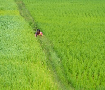Kolkata and Sundarbans Tiger Park