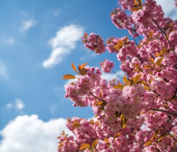 10 Photographs That Will Inspire You to Visit Paris in Spring