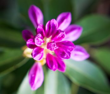 Day Trip from Riga: Lacupite Arboretum