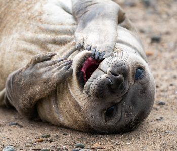 North of Patagonia: Seeing Peninsula Valdes, Southern Right Whales, Penguins & Sea Lions and Elephants