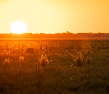 Unspoiled Nature in Ibera Marshes – Argentina