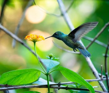 Visiting Iguazu Waterfalls from Argentina & Brazil