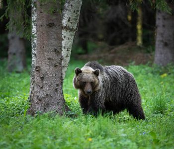 Brown Bear Watching in the Wild in Estonia