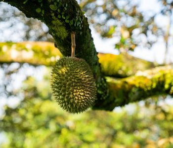 How we tried durians in Malaysia for the first time