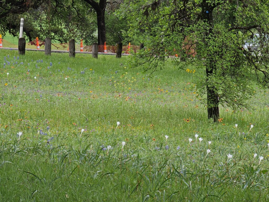 wildflowers in Texas
