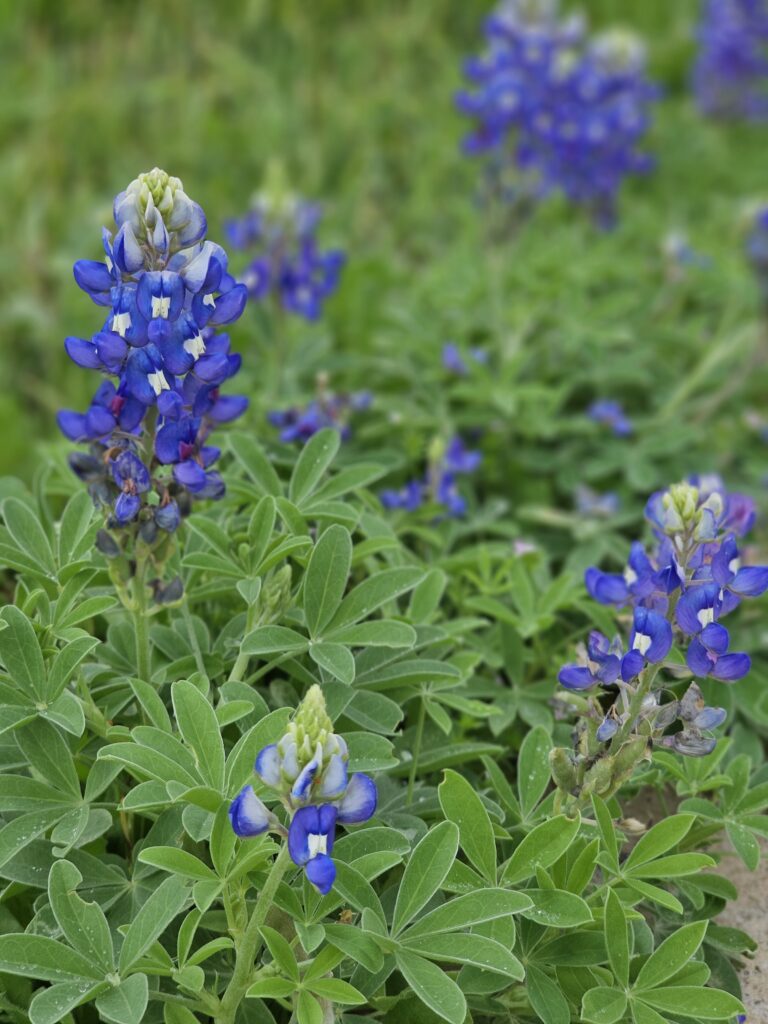 Bluebonnet Austin