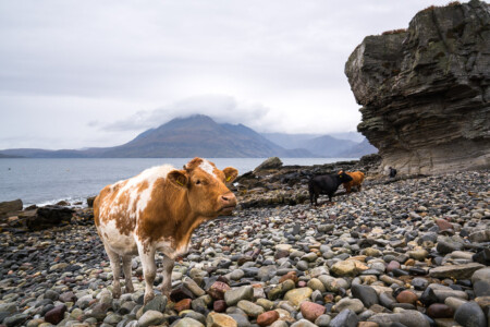 Animals of Scotland