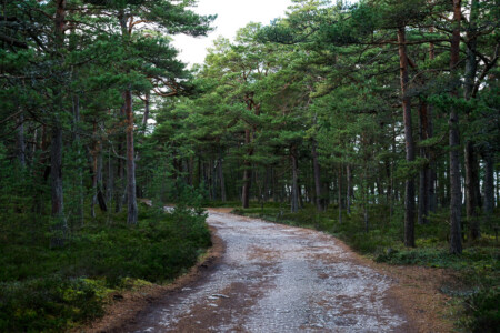 nordic landscape