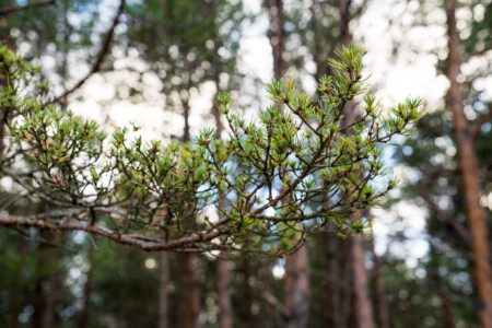 estonian nature