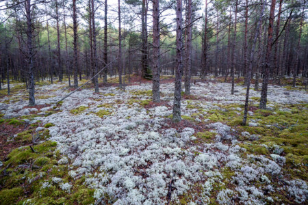 nordics islands