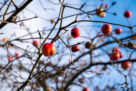 apples in november
