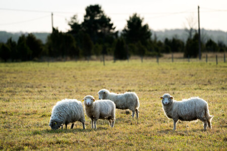 Farming in Estonia