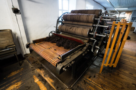 Sheep wool production