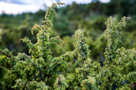 Estonia flora