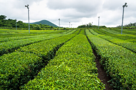 Growing plantations