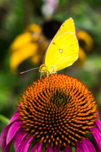 Korean flora and fauna