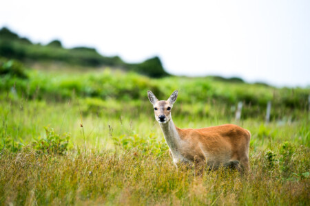 Korean wildlife
