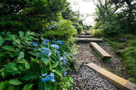 Nature path