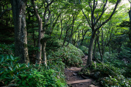 Forest