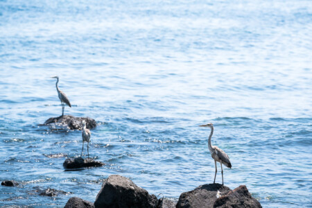 Herons