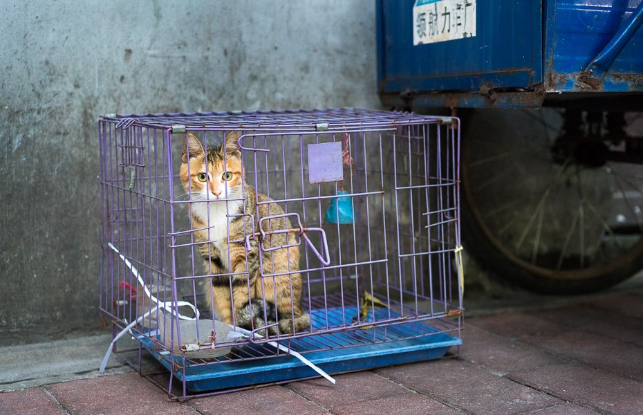 cat crate chinese traditional market