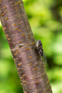 close up insect
