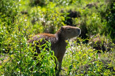 capybaras in argentina