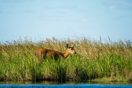 marshes deer