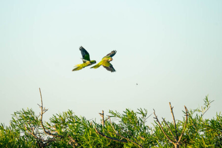 parrots in argentina
